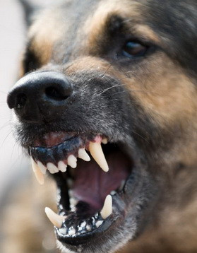 Statistica ingrijoratoare. Peste 6.700 de persoane, muscate de caini in primele 6 luni ale anului