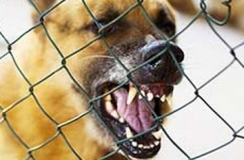 Copil de un an muscat de cap de un caine violent. Medicii fac eforturi sa-i salveze viata