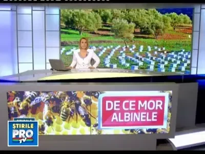 Masacru printre albinele romanesti. Pesticidele le ucid pe capete