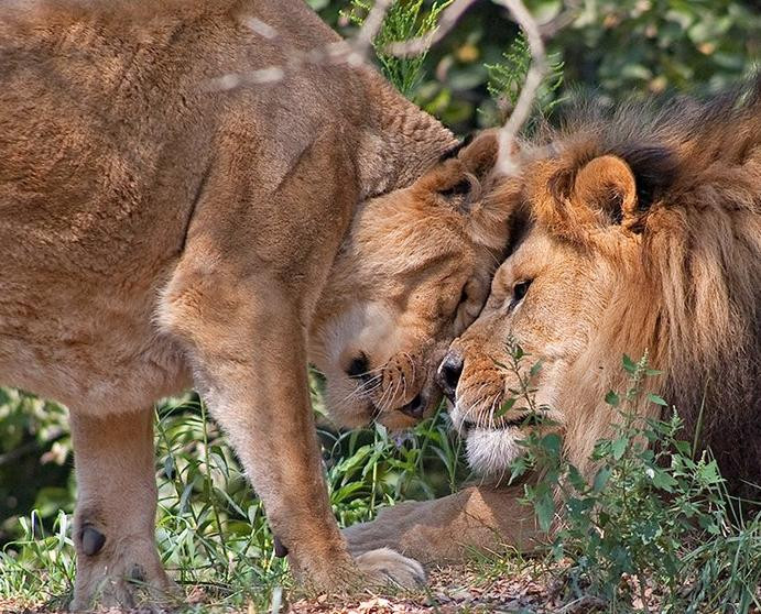 Pana cand moartea i-a despartit. Iubirea impresionanta dintre doi lei