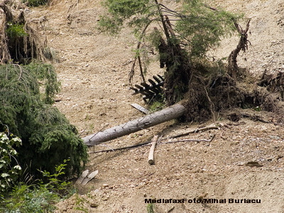85 de persoane din Prahova, audiate pentru furt ilegal de lemne