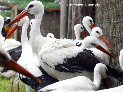 Spital pentru ingrijirea pasarilor ranite din vestul tarii. Patru medici le vor acorda ajutorul