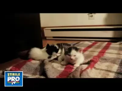 Pisicile se viseaza in spatiu