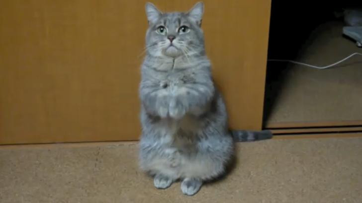 Cea mai "credincioasa" pisica. Uite cum se roaga pentru un bol de mancare