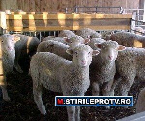 Afla ce boli risti cumparand carne de miel neverificata de veterinari