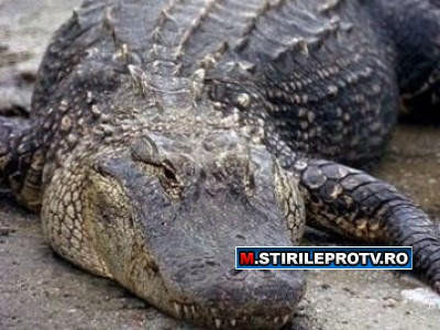 La noi ies sobolani din canale, in Australia, crocodili. VIDEO