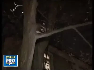 Campion la viteza. Un raton nazdravan, mai siret decat pompierii din Rusia