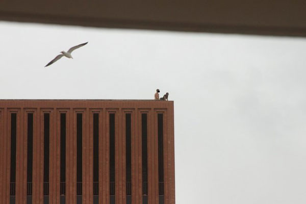 FOTO. Sex pe acoperisul universitatii. Studentul a fost eliminat din fratie