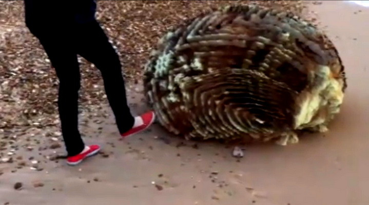 Creatura neidentificata pe o plaja din Anglia. Viral pe net