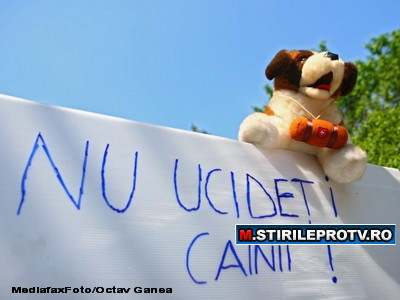 Proteste in zadar. Proiectul privind eutanasierea maidanezilor a fost adoptat in Parlament