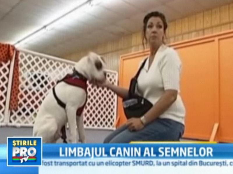 VIDEO. Nitro, cainele surd care a invatat limbajul semnelor