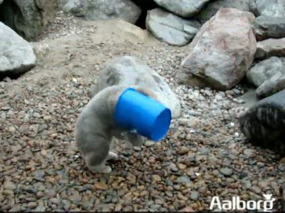 Ursuletul cu galeata la cap. Uite cum se lupta sa o doboare. VIDEO