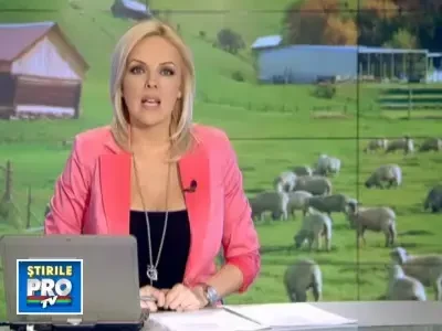 Intreprinzatori. Scot primariile din criza cu afaceri cu oi sau peste