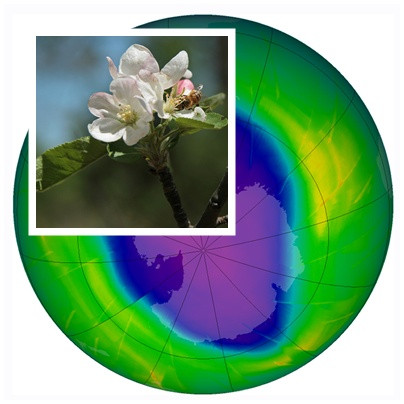 Anotimpurile se modifica. Primavara s-a dereglat de la incalzirea globala