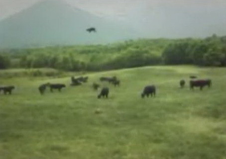 Dezvaluiri FBI. Vaci rapite de extraterestri. Organele luate ca trofeu