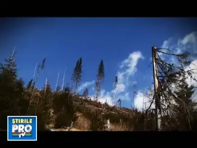 Cum se fura in padurile din Romania, duminica la 'Romania, te iubesc'