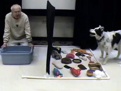 VIDEO. Cel mai destept caine din lume. Stie peste 1.000 de cuvinte