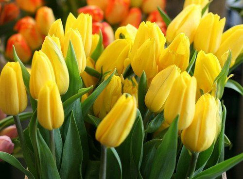 Peste 1.000 de lalele confiscate de politistii clujeni