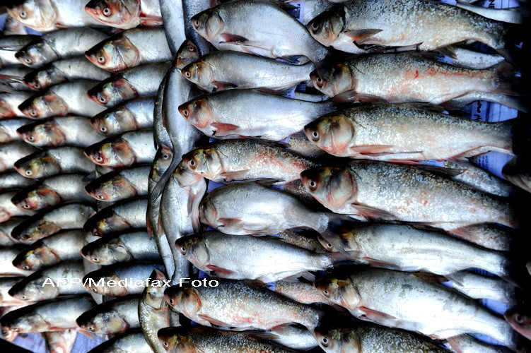 Doua tone de peste confiscate si 18 dosare penale in pietele din Capitala