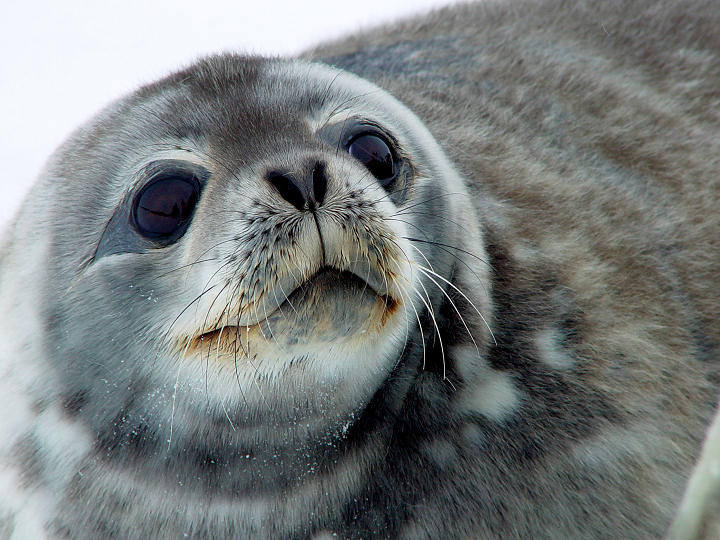 Foca de casa. Simpatica Zaika a fost gasita in apele lacului Baikal