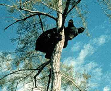 Mos Martin american, coborat din copac de pompieri