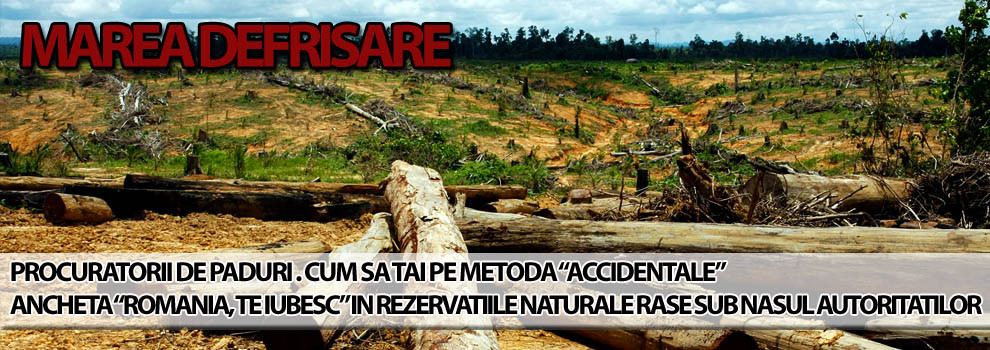 Romania, te iubesc! Padurile sunt macelarite ilegal sub nasul autoritatilor
