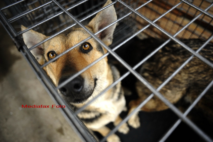 Parlamentarii voteaza marti daca eutanasierea cainilor va fi lasata in seama primariilor