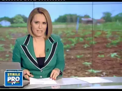 Exportul cu rubarba, o afacere banoasa