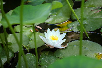 Spectacolul nuferilor termali se poate admira numai in Romania. Afla unde