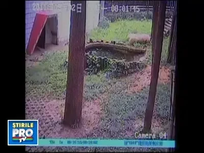 Si ursul panda poate fi un adevarat criminal. VIDEO