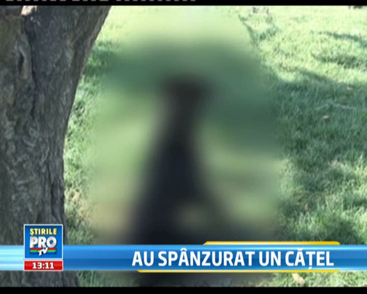 Imagine terifianta: caine spanzurat in copac la Oradea
