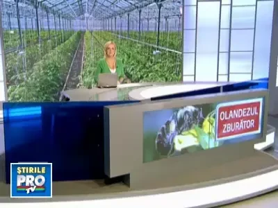 Olandezul zburator salveaza rosiile romanesti