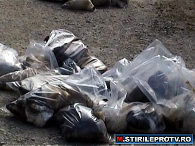 IMAGINI SOCANTE. Sute de caini ucisi la Botosani si pusi in saci de plastic