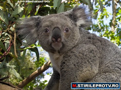 VIDEO. Povestea lui Banjo, ursuletul furat de la Zoo si inapoiat de hoti