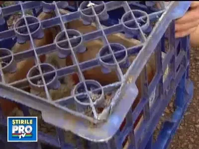 Povestea lui Banjo, ursuletul furat de la Zoo si inapoiat de hoti