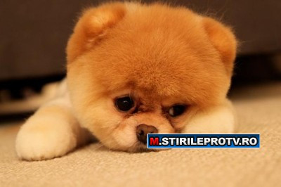 El este cel mai iubit caine de pe internet. Ii dai "Like" pe Facebook?