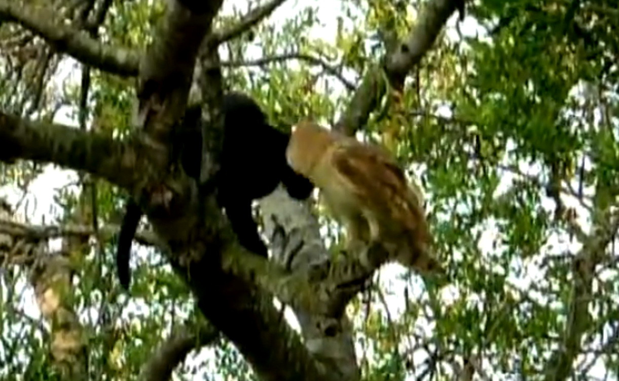 Prietenie interzisa. O bufnita si o pisica, de nedespartit. VIDEO