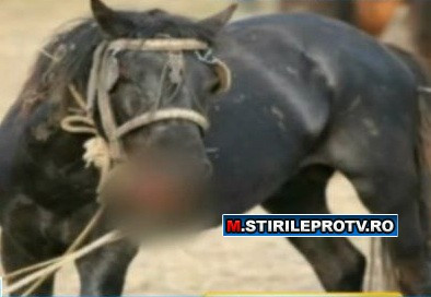 Ieri liberi, maine salam. ONG-urile lupta pentru salvarea cailor din Delta