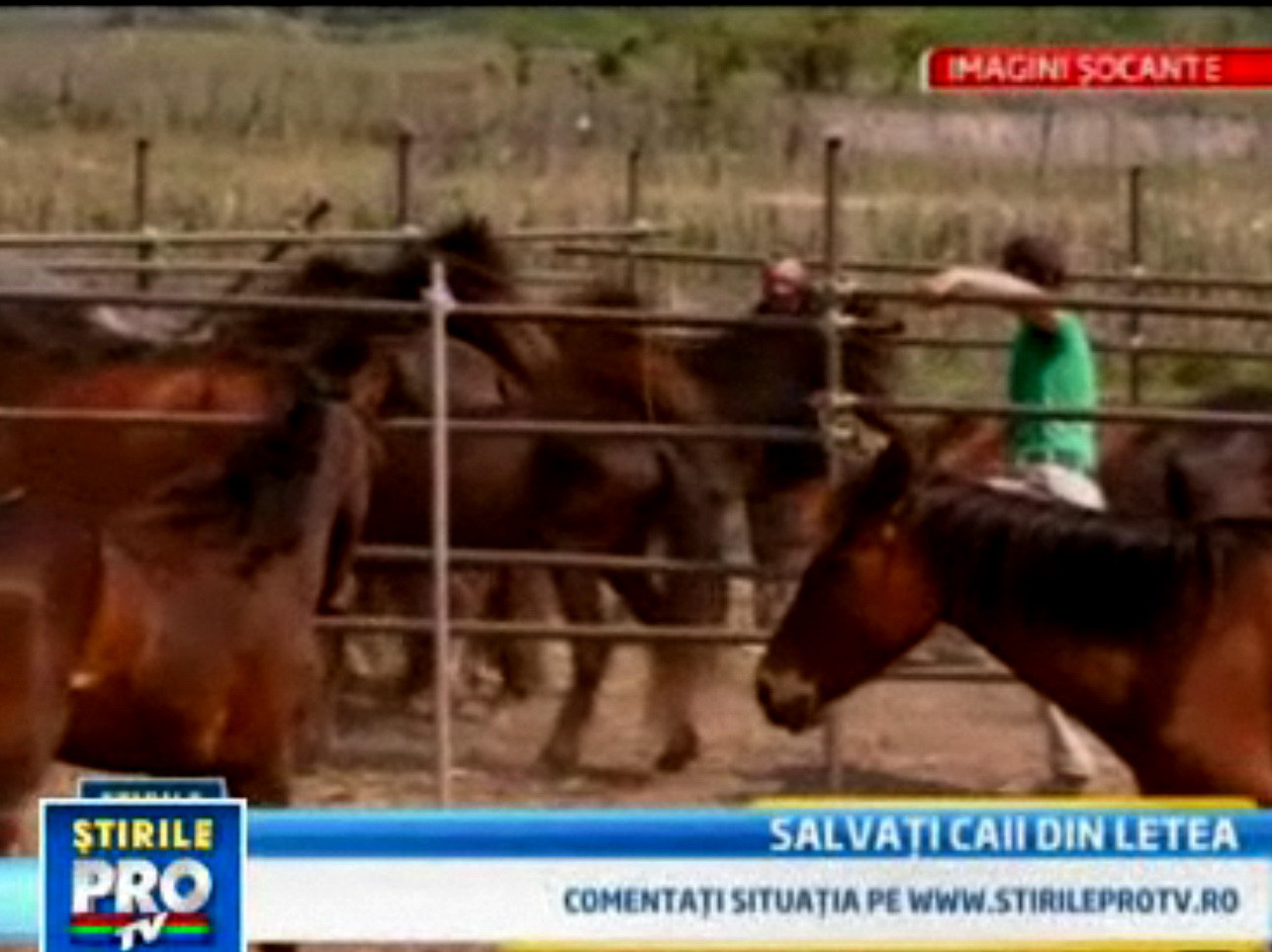 Caii salbatici din Letea vor fi protejati prin lege