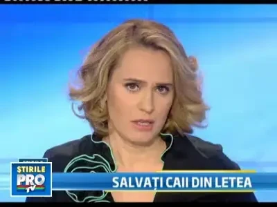 Petitie pe Facebook: 24.000 de oameni vor sa ii salveze pe caii din Letea