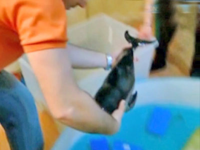 "Supravietuitorul", puiul de delfin orfan din Constanta, a murit