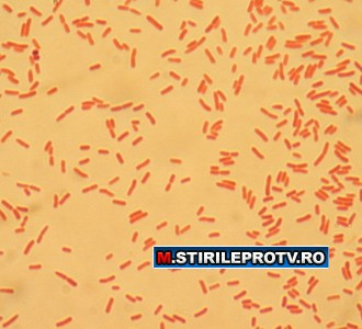 Epidemie in Germania. O bacterie contagioasa a ucis 2 oameni. Cum se transmite