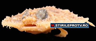 Un peste-liliac si o lipitoare, gasite in nasul unei fete din Peru. Ambele vietati sunt specii noi