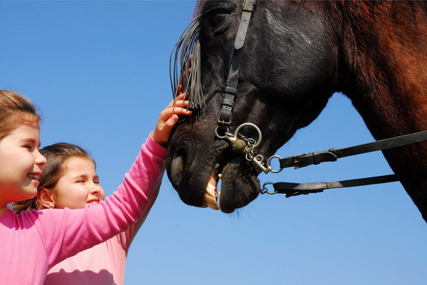 Povestea lui Simi, omul care salveaza caii de la usa abatorului si investeste in recuperarea lor