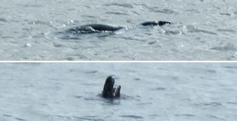 Noul monstru din adancuri care i-a lasat fara explicatii pe specialisti