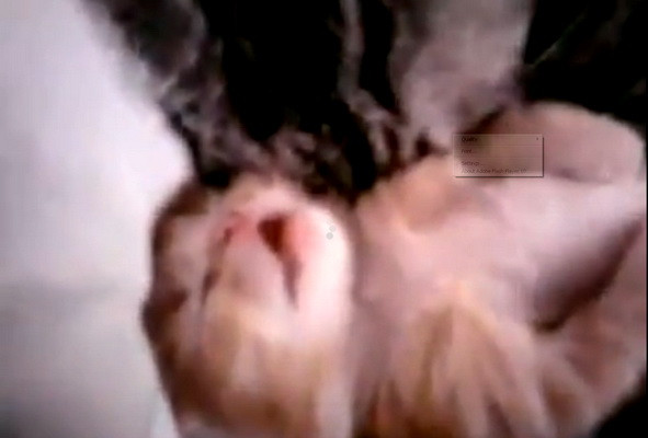 Cum a reusit o pisica sa adune 10 milioane de vizualizari pe YouTube