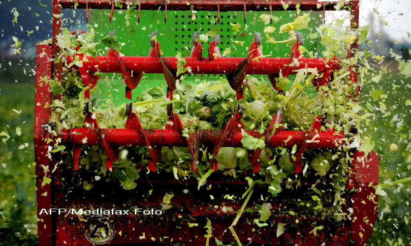 Despagubiri pentru agricultori in scandalul E-coli. Statul le da 3,7 mil euro