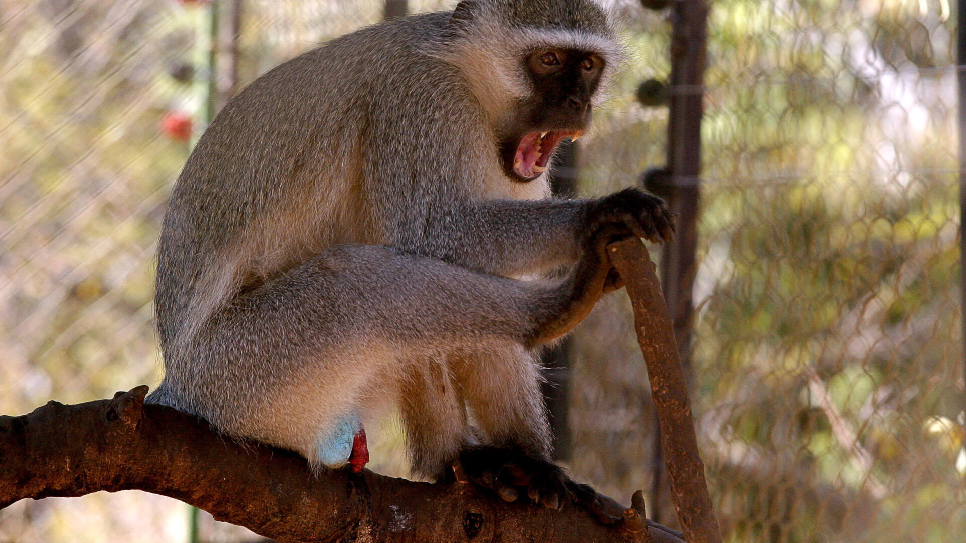 Superstitia si primitivismul: o maimuta "vorbitoare" a fost arsa de vie