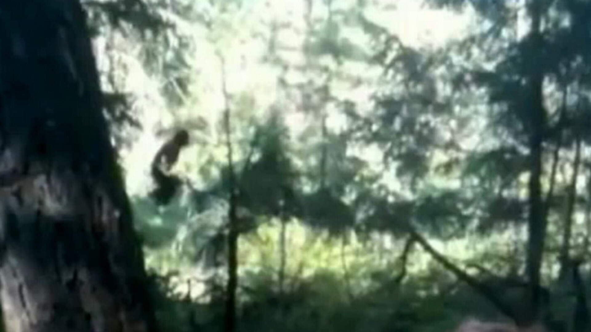 Bigfoot, filmat in padure. Turistii care l-au surprins habar nu aveau ca a trecut pe langa ei. VIDEO