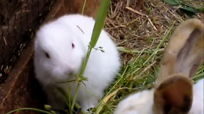 Mutantii Japoniei: Un iepure fara urechi s-a nascut langa Fukushima VIDEO